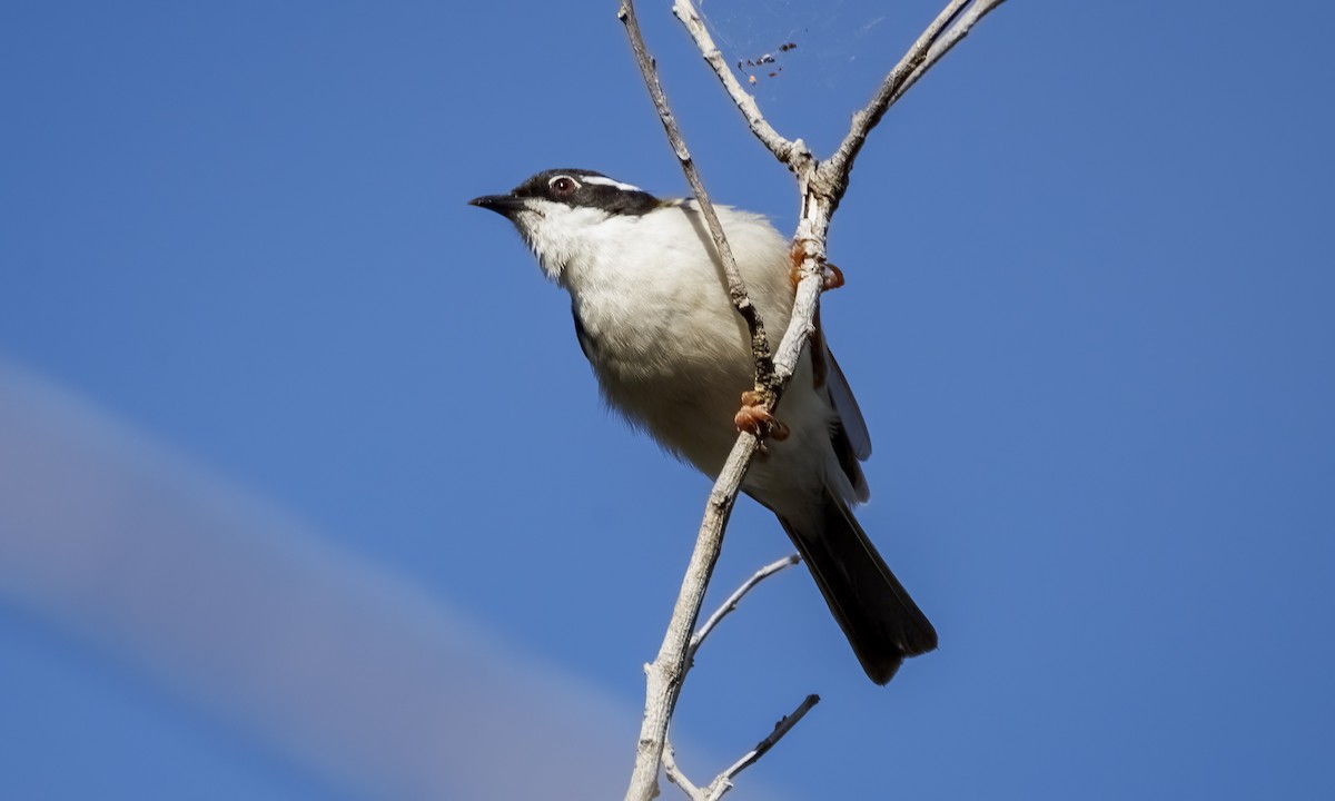 White-throated Honeyeater - ML647855649