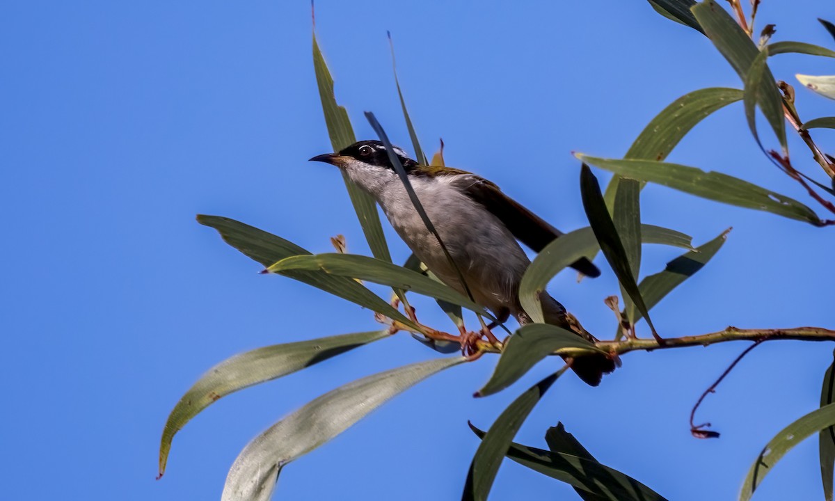 White-throated Honeyeater - ML647855650
