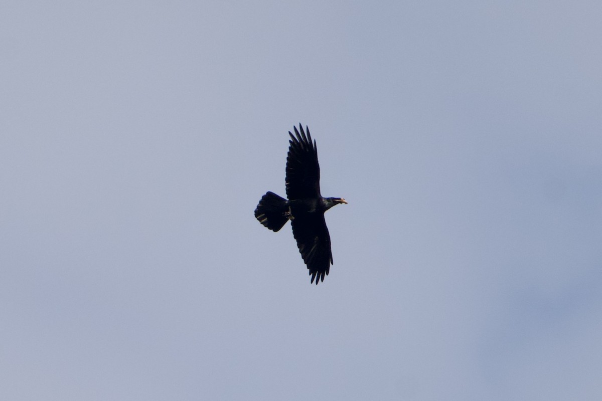 Common Raven - ML647855651