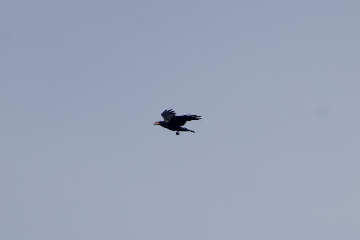 Common Raven - ML647855652