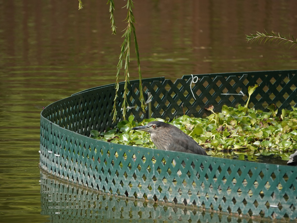 Chinese Pond-Heron - ML647855653