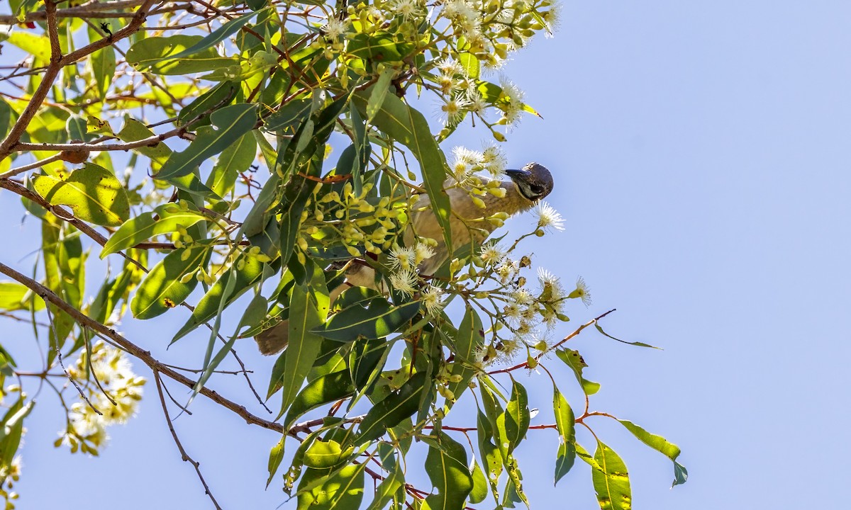 Little Friarbird - ML647855654