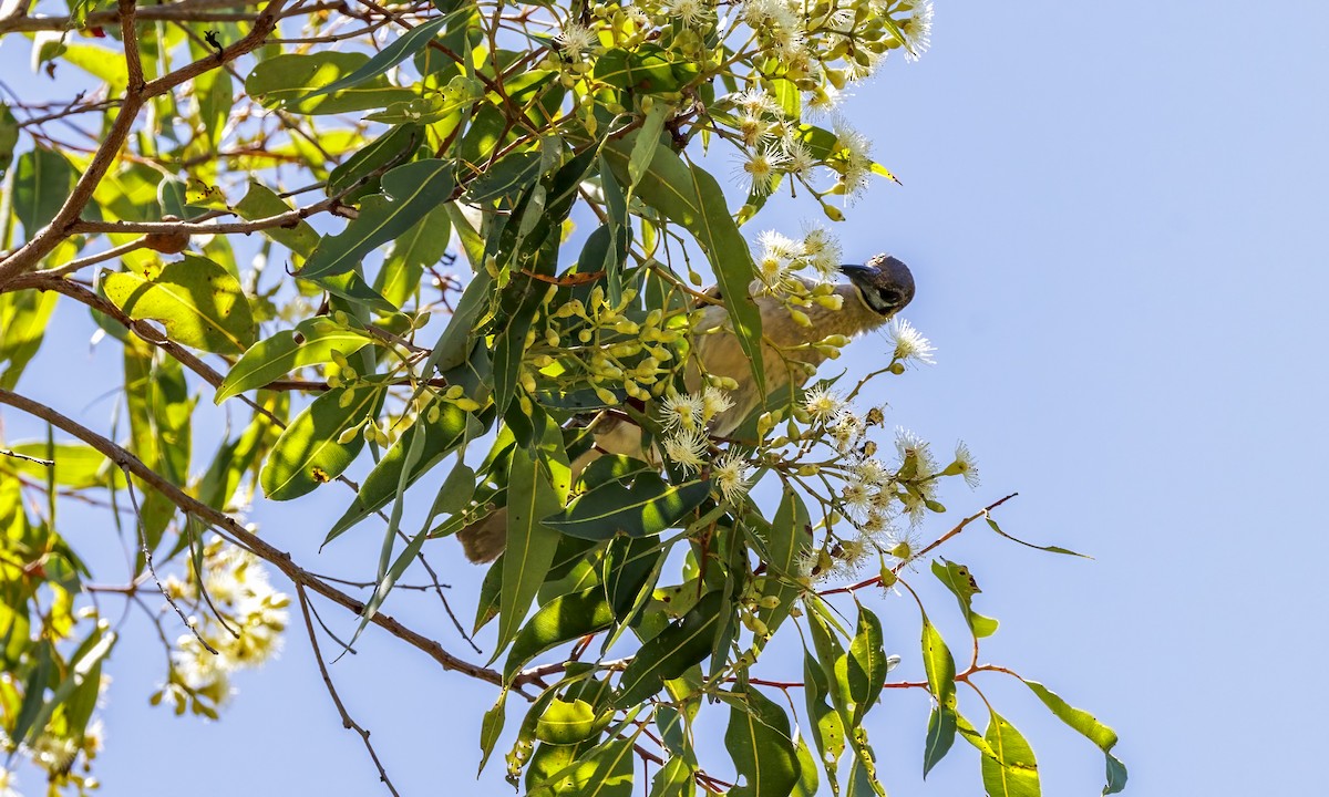 Little Friarbird - ML647855655