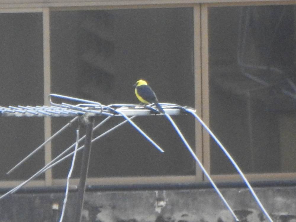 Oriole Blackbird - ML647855662