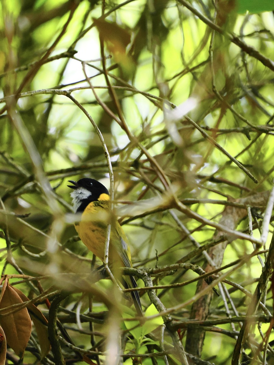 Golden Whistler - ML647855664