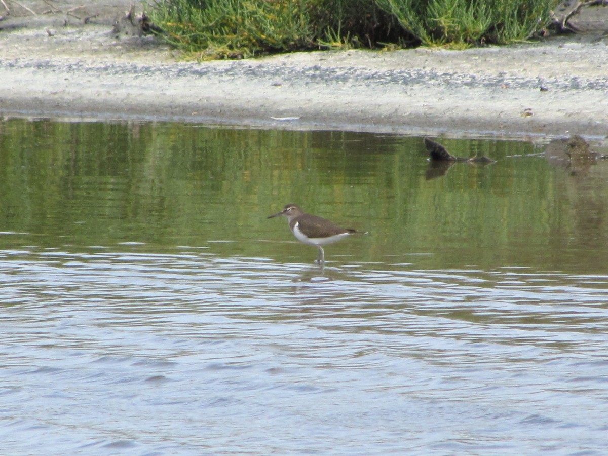 Common Sandpiper - ML647855671
