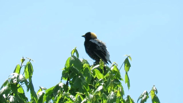 Bobolink - ML647855672