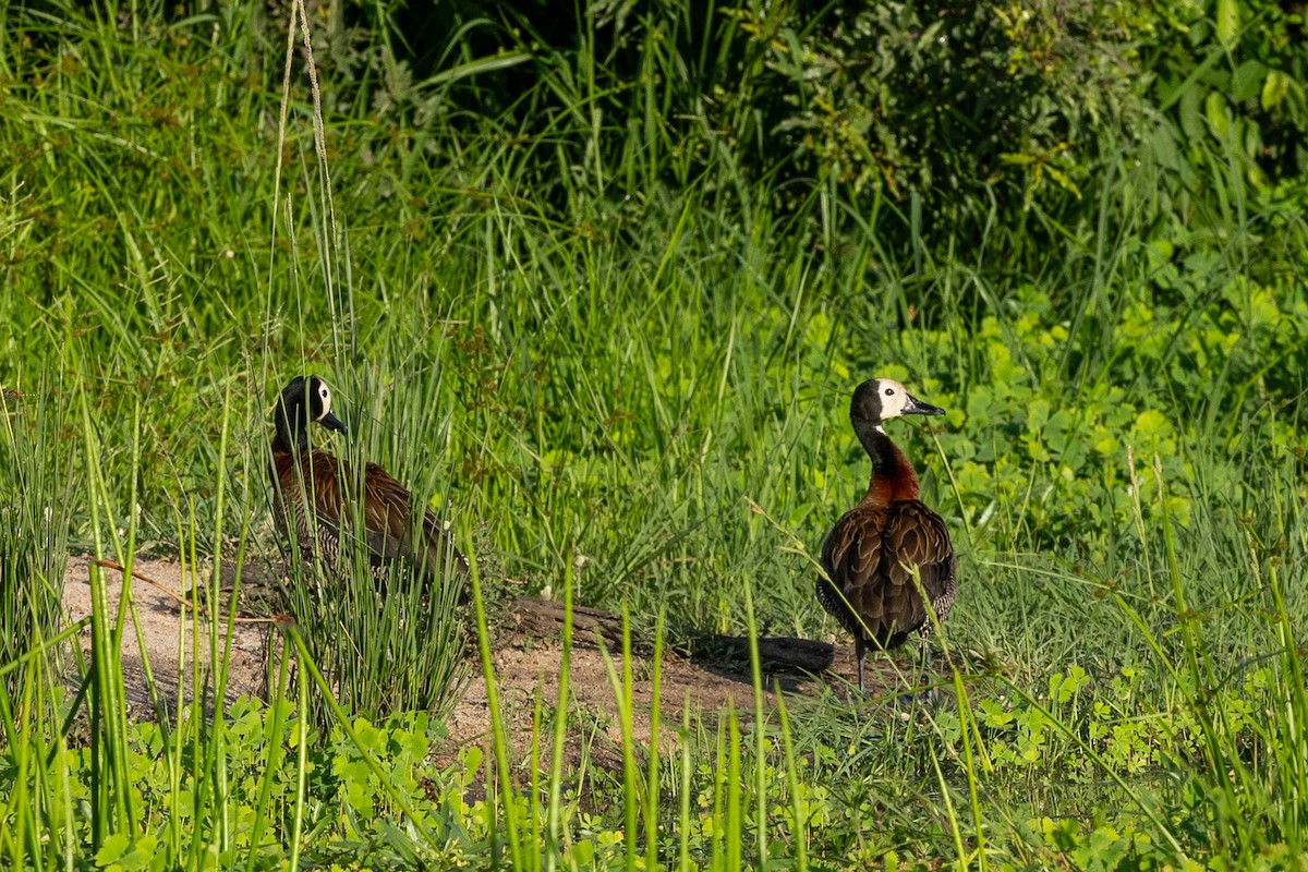 White-faced Whistling-Duck - ML647855673