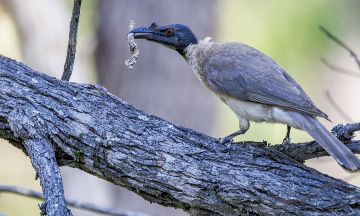 Noisy Friarbird - ML647855677