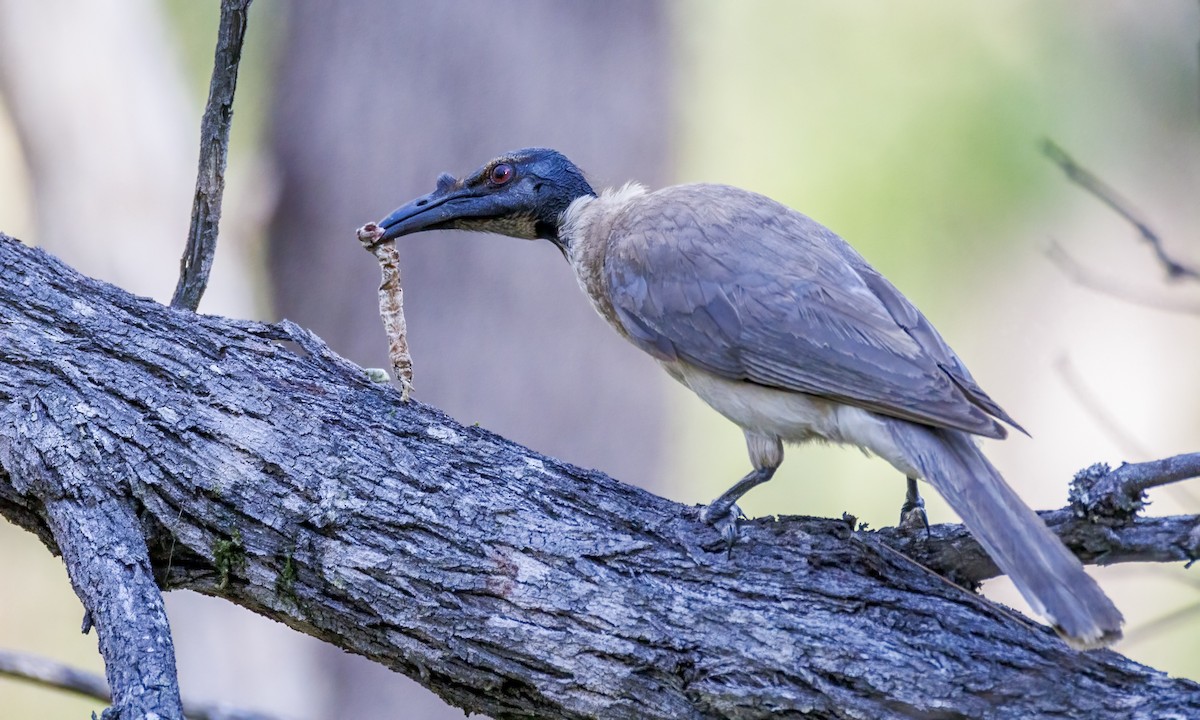 Noisy Friarbird - ML647855678