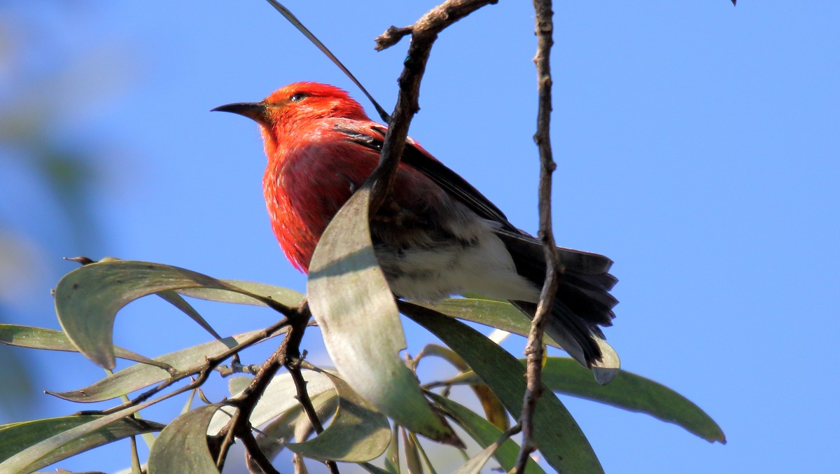 アカハワイミツスイ - ML647855703