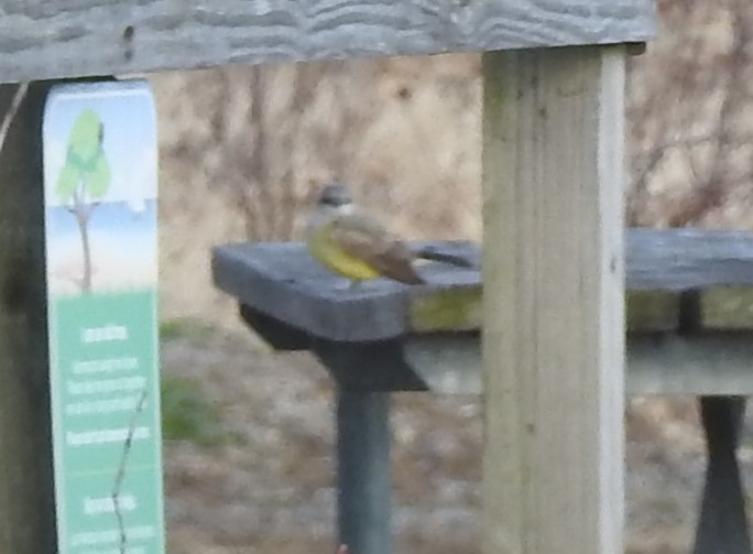 Tyran de l'Ouest - ML647855780