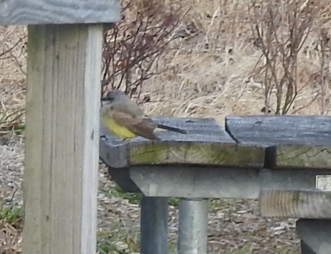 Tyran de l'Ouest - ML647855781