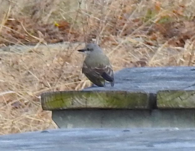 Tyran de l'Ouest - ML647855782