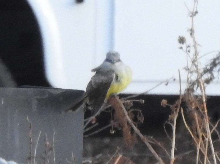 Tyran de l'Ouest - ML647855783