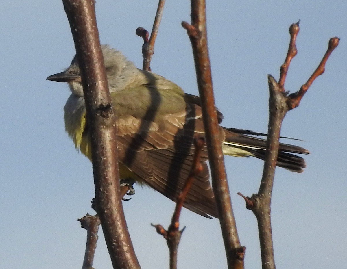 Tyran de l'Ouest - ML647855784