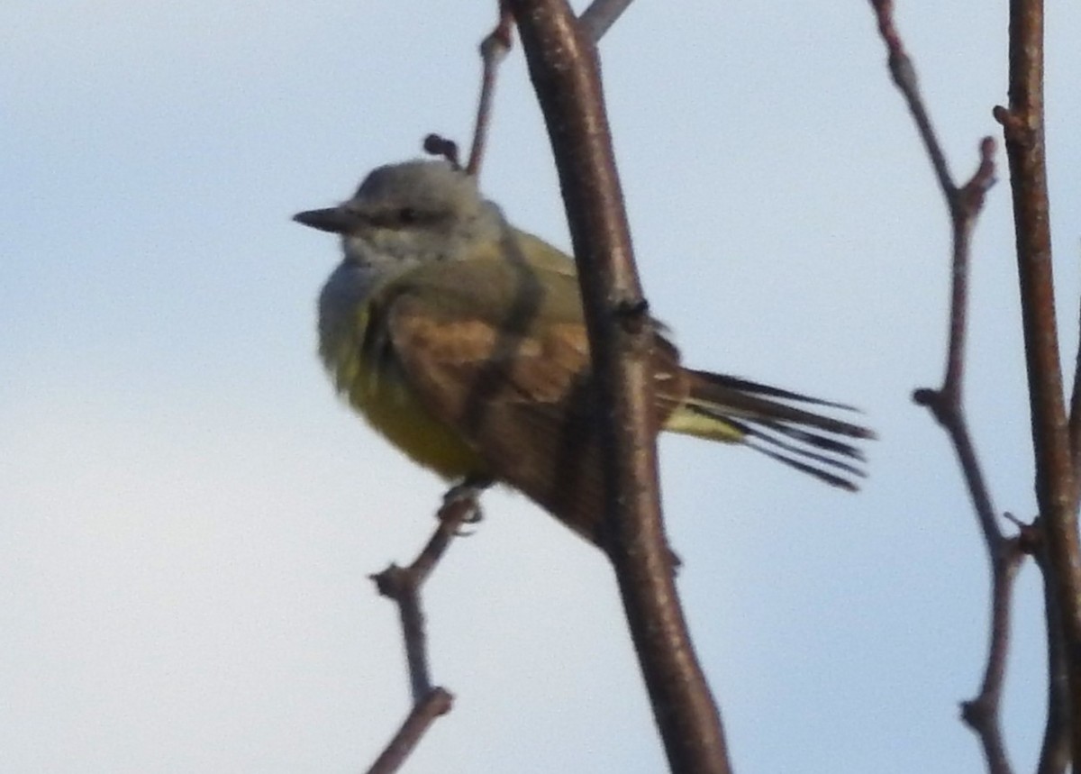 Tyran de l'Ouest - ML647855785