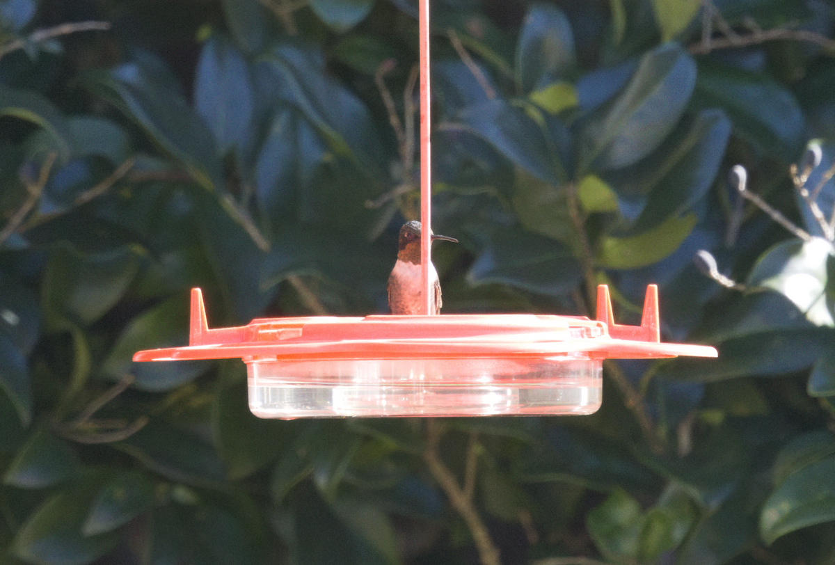 ノドアカハチドリ - ML647855828