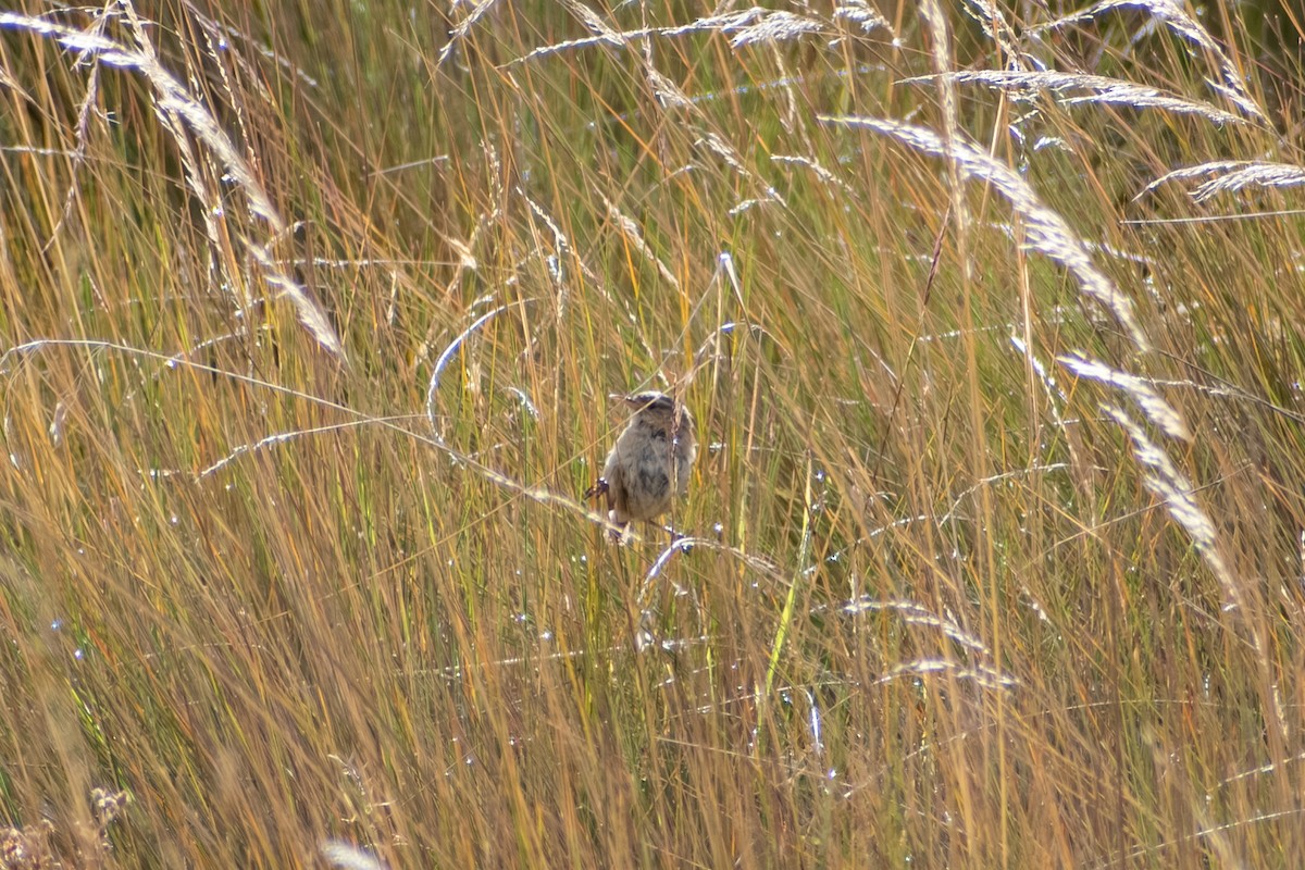 Grass Wren (Paramo) - ML647855841