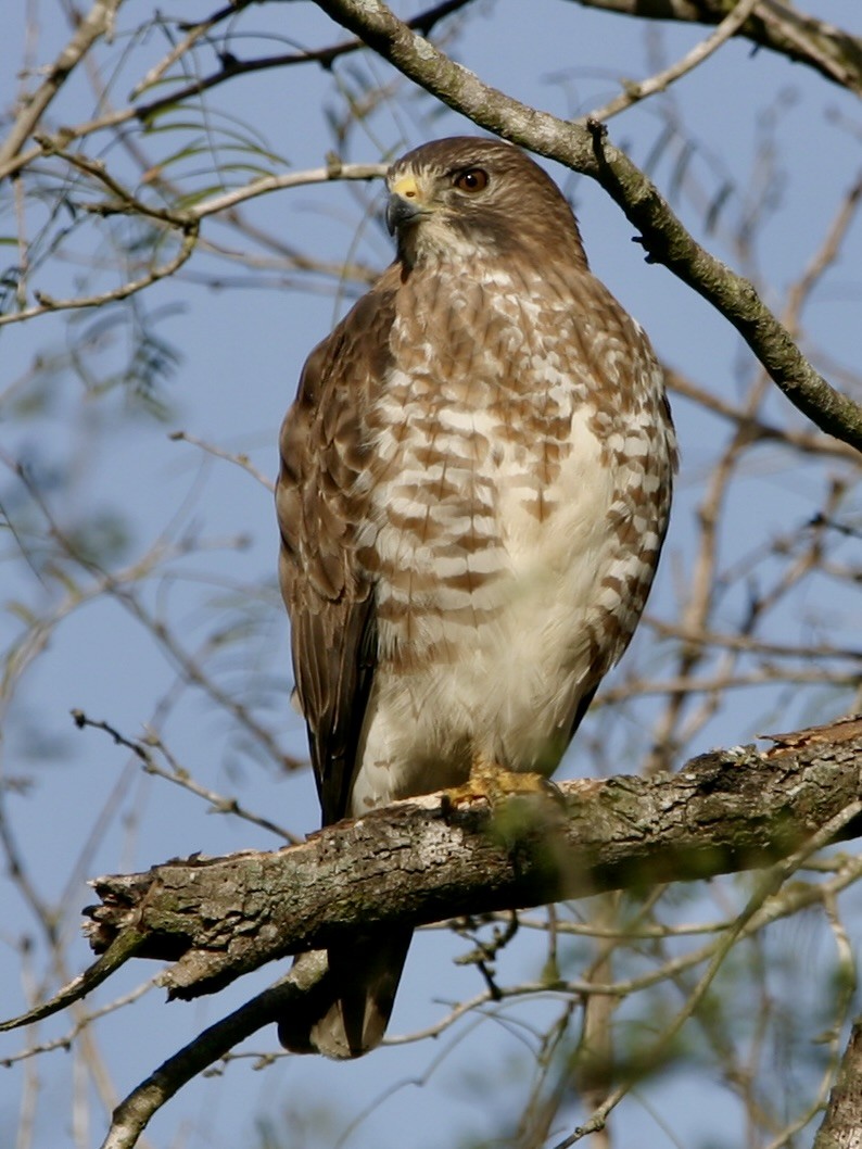 Broad-winged Hawk - ML647855854
