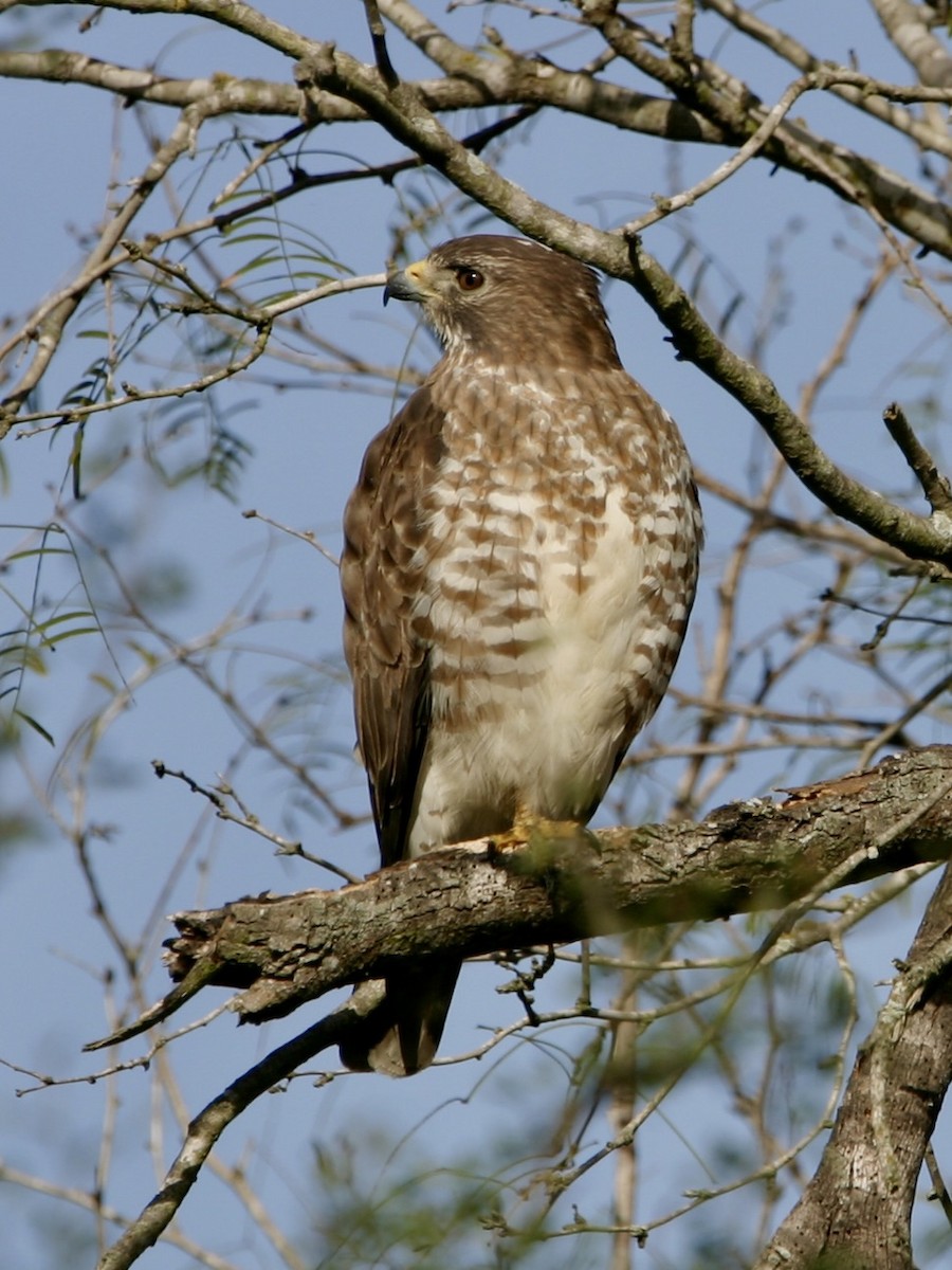 Broad-winged Hawk - ML647855856