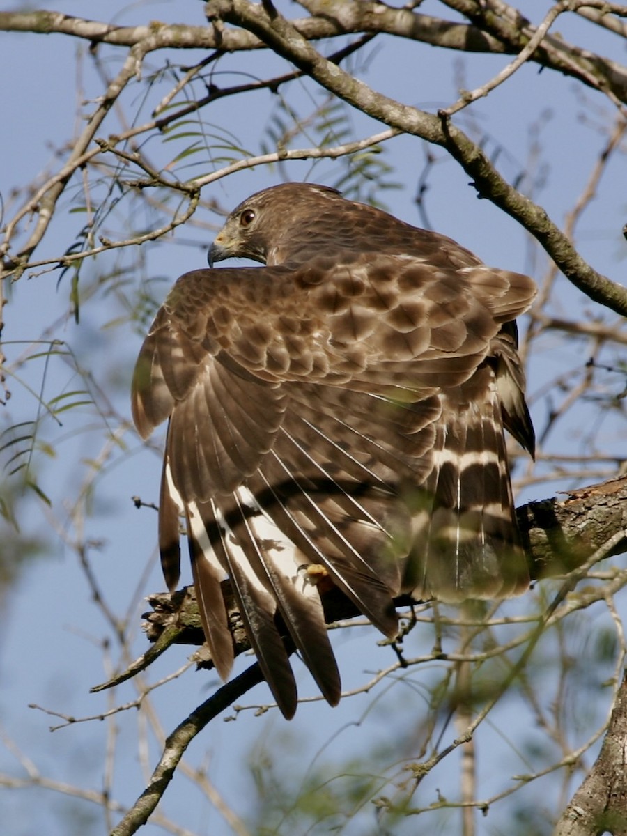 Broad-winged Hawk - ML647855859