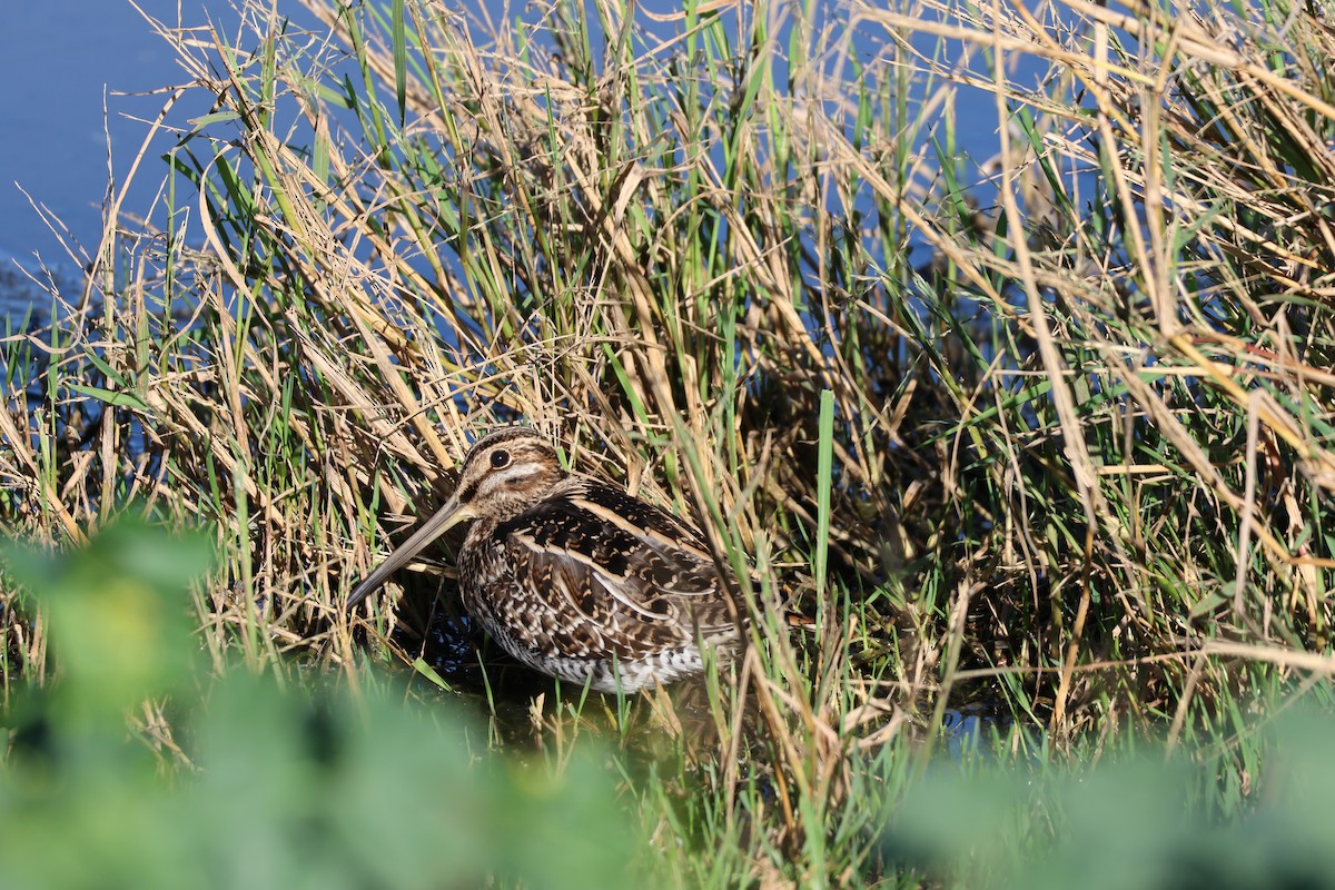 חרטומית אמריקנית - ML647855862