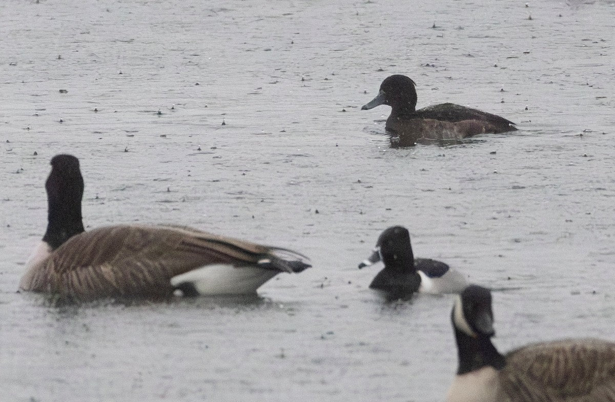 Tufted Duck - ML647855865