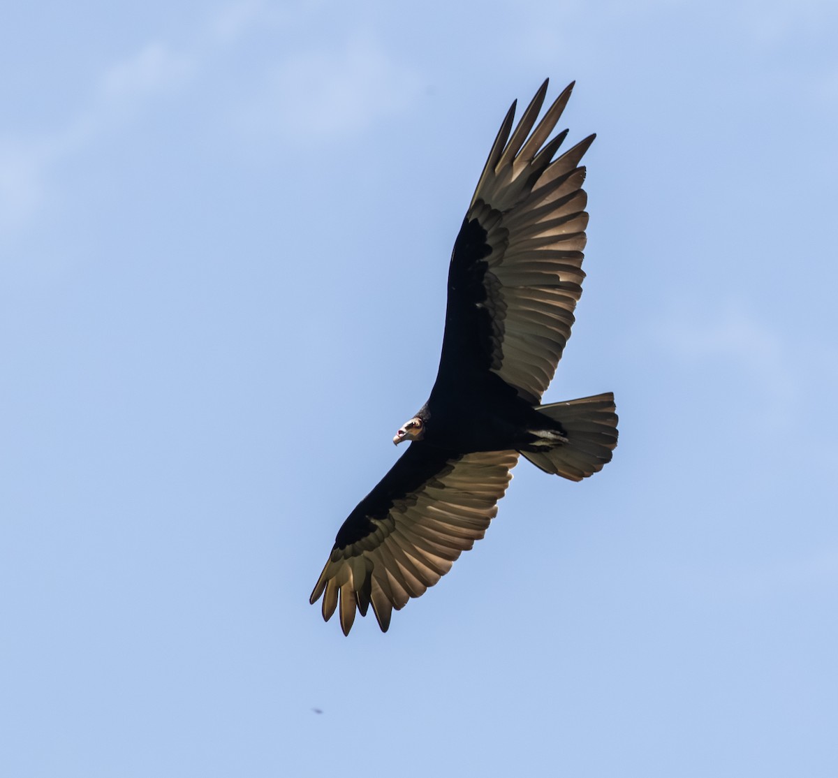 Lesser Yellow-headed Vulture - ML647855866