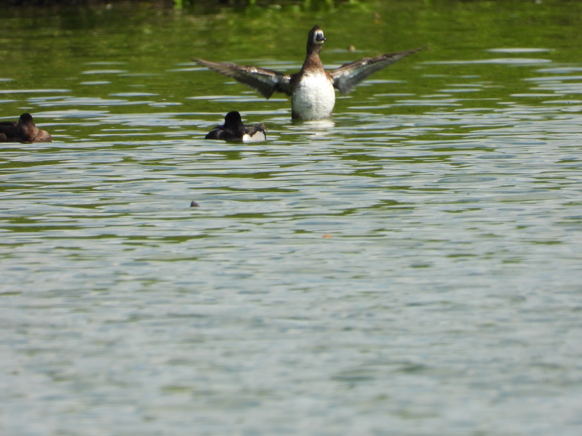 צולל בינוני - ML647855867