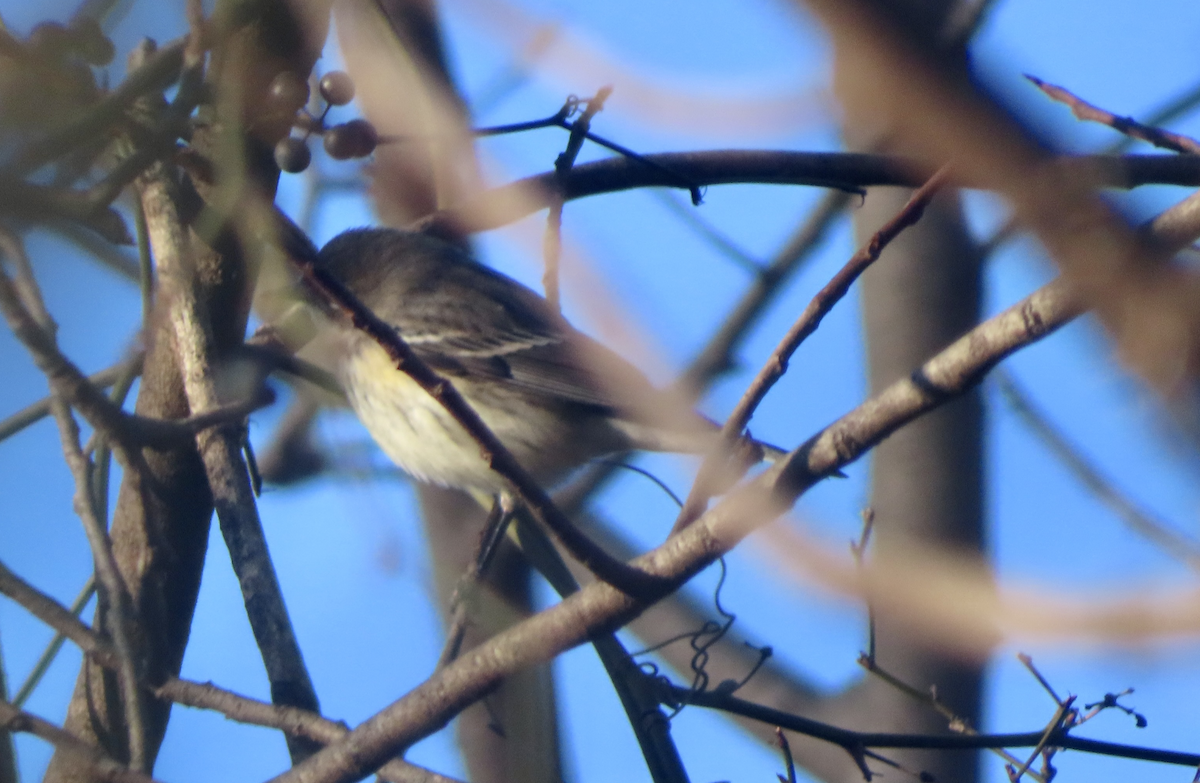 סבכון הכתר - ML647855868