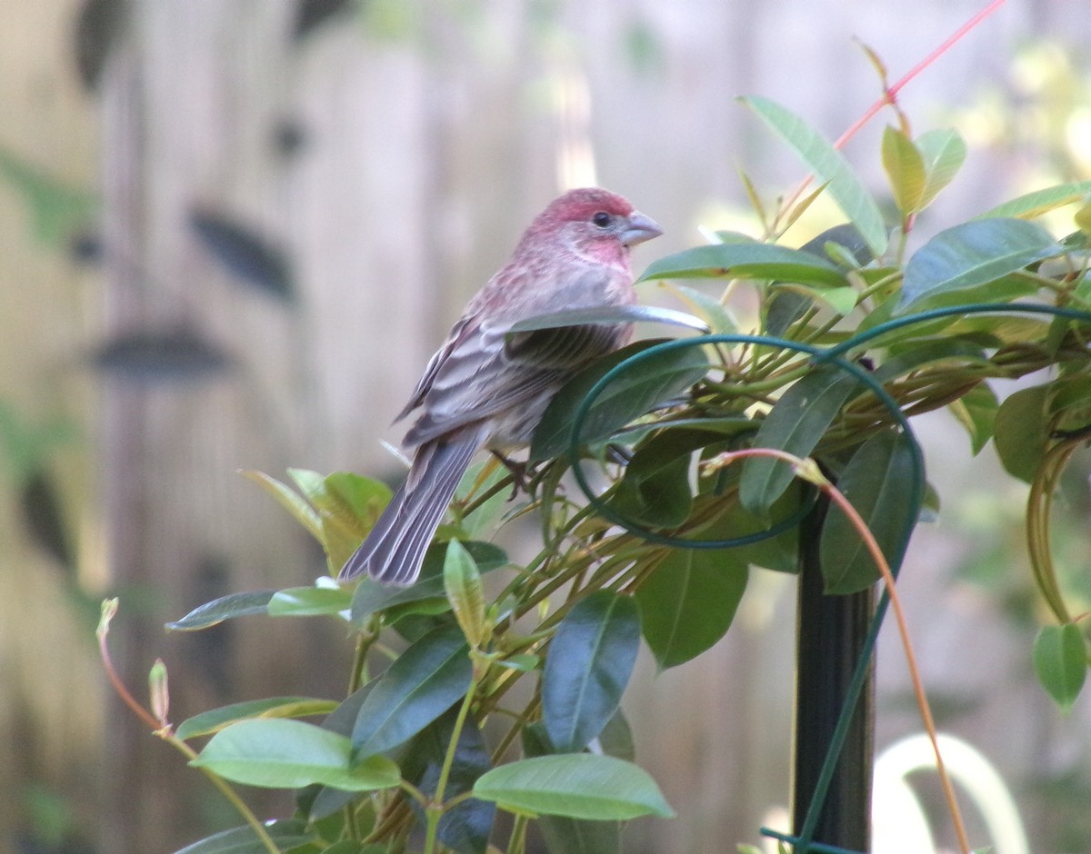 House Finch - ML647855870