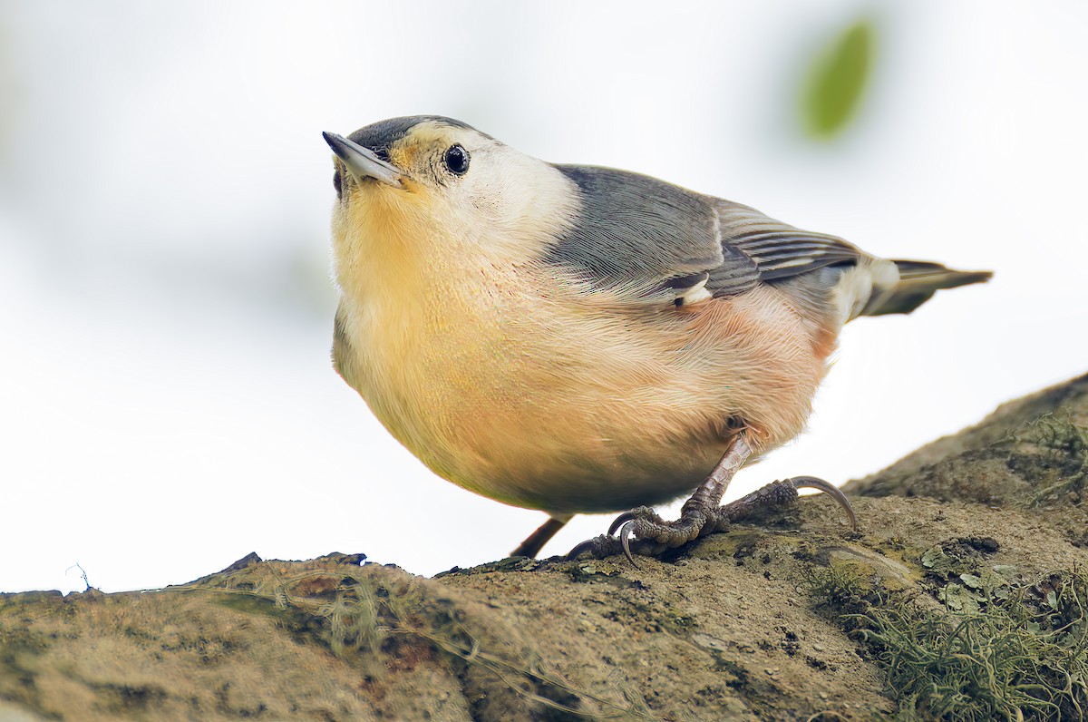 White-breasted Nuthatch (Pacific) - ML647855871