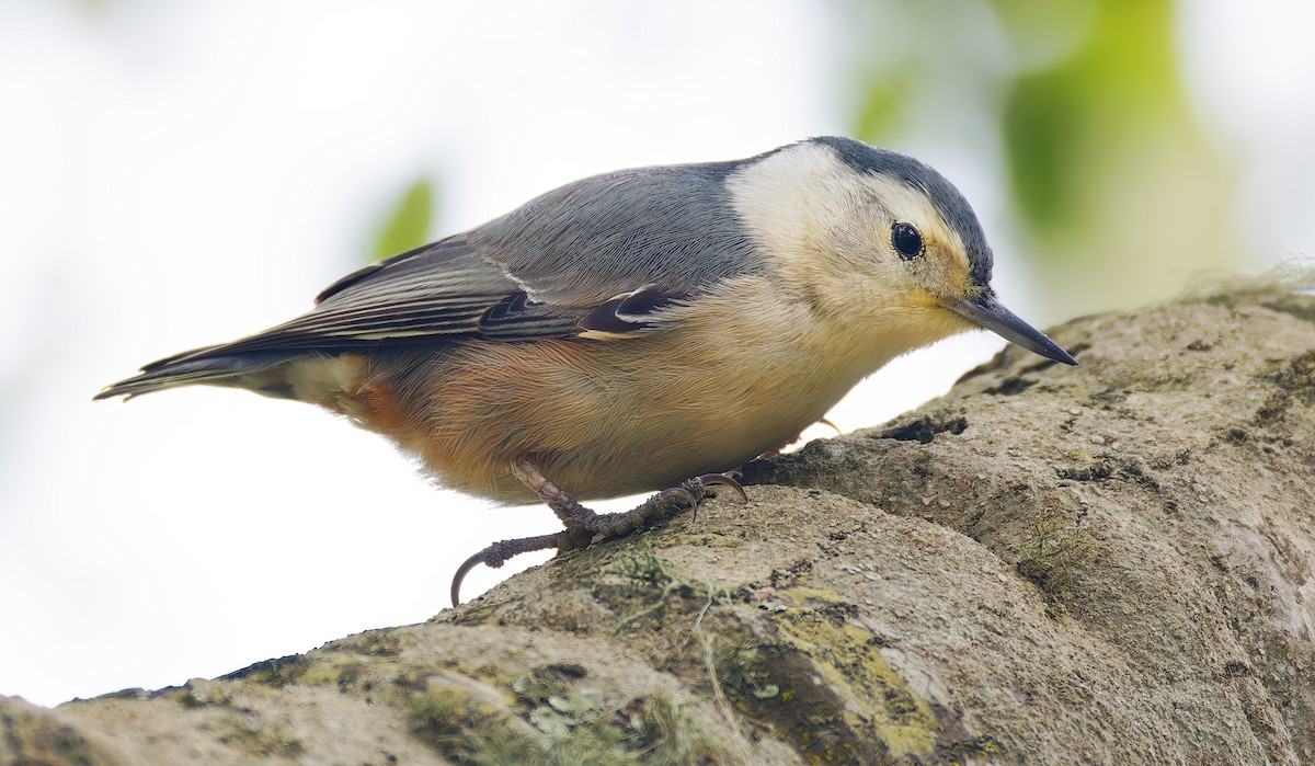 White-breasted Nuthatch (Pacific) - ML647855872