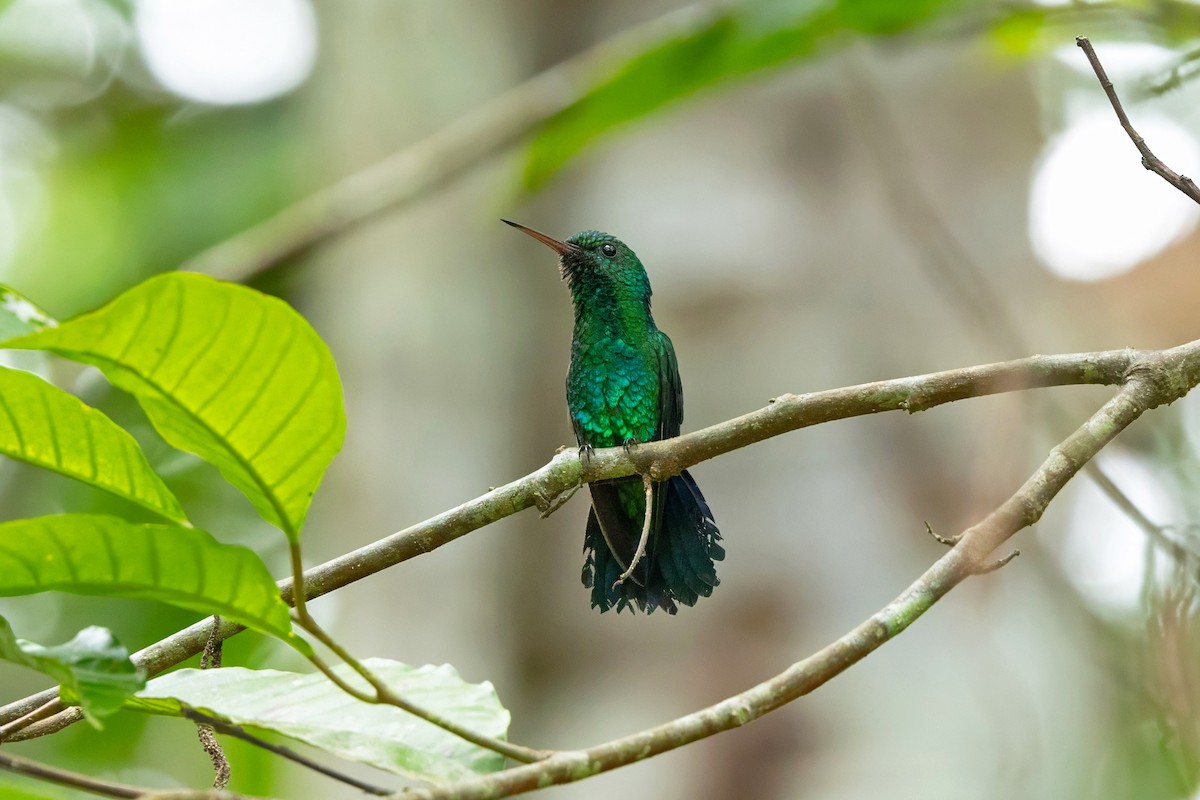 Blue-chinned Sapphire - ML647855873