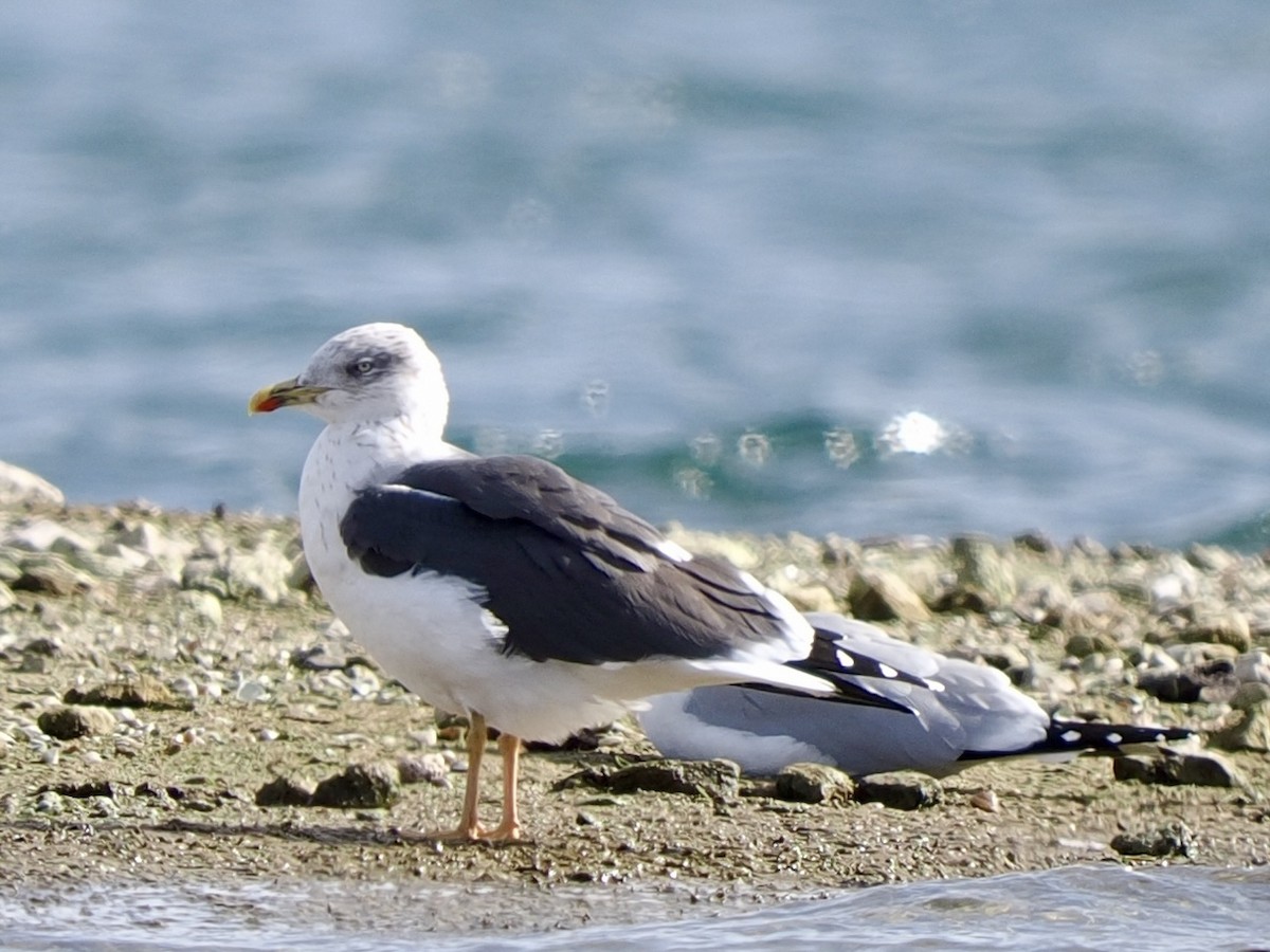 שחף שחור - ML647855874