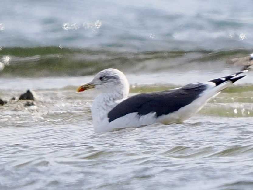 שחף שחור - ML647855875