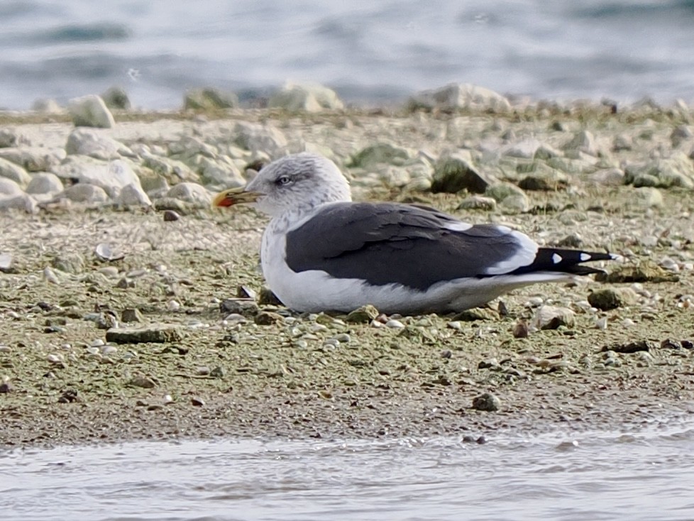 שחף שחור - ML647855876