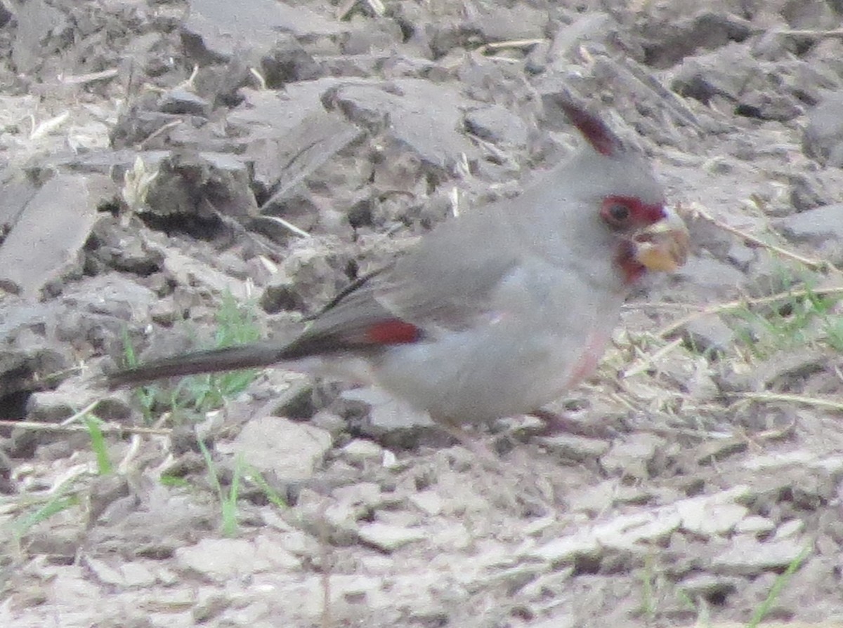 Pyrrhuloxia - ML647855879