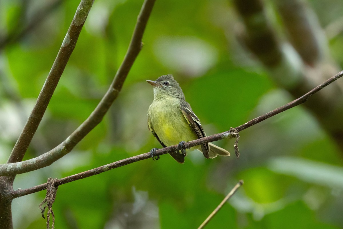 Southern Beardless-Tyrannulet - ML647855881