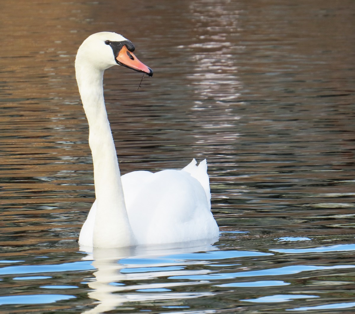 ברבור מצוי - ML647855883