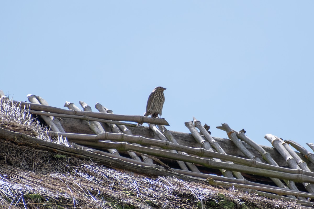 Plumbeous Sierra Finch (Northern) - ML647855884