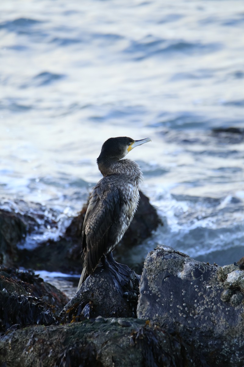 קורמורן גדול - ML647855886