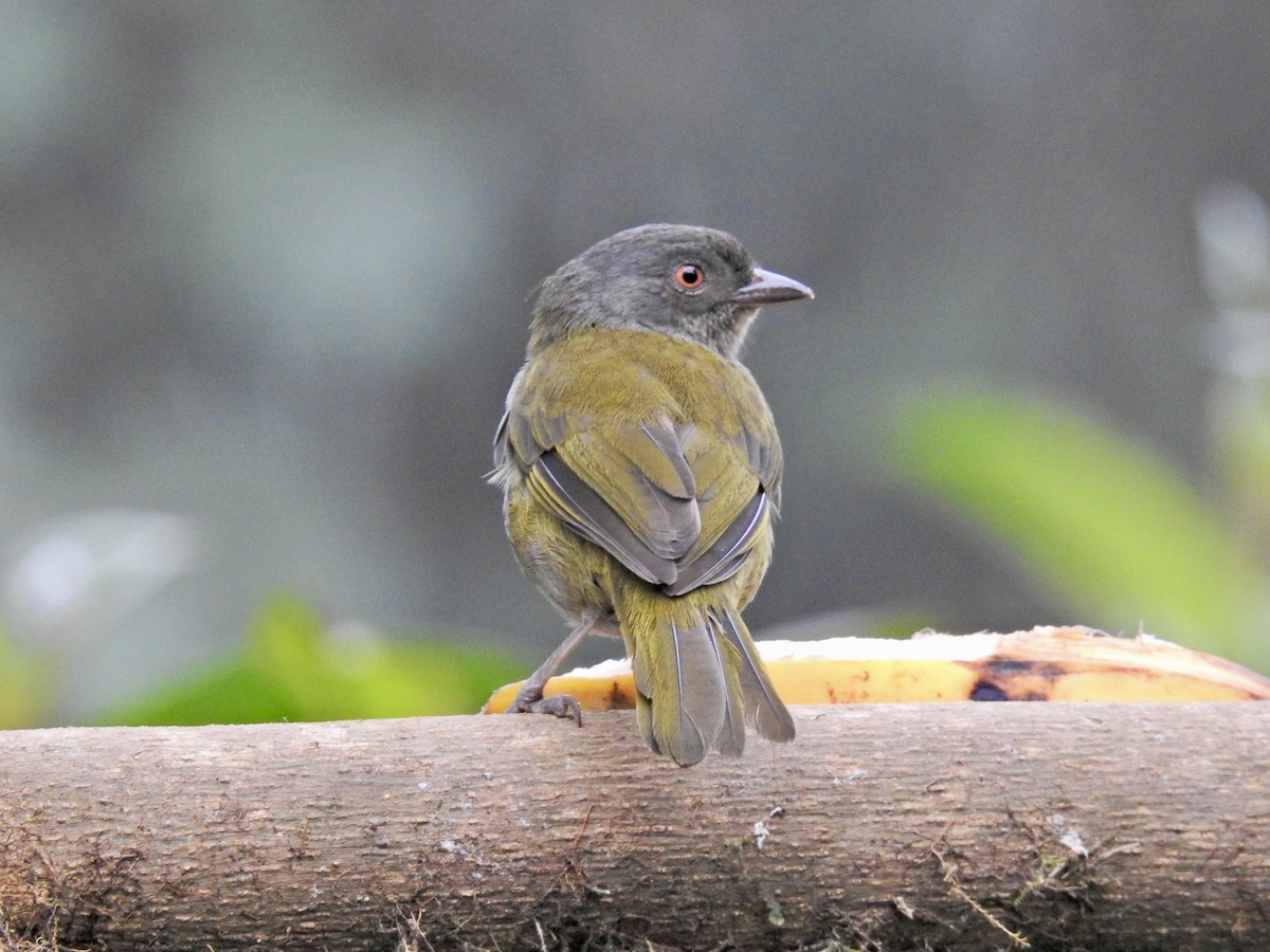 Dusky Chlorospingus - ML647855888