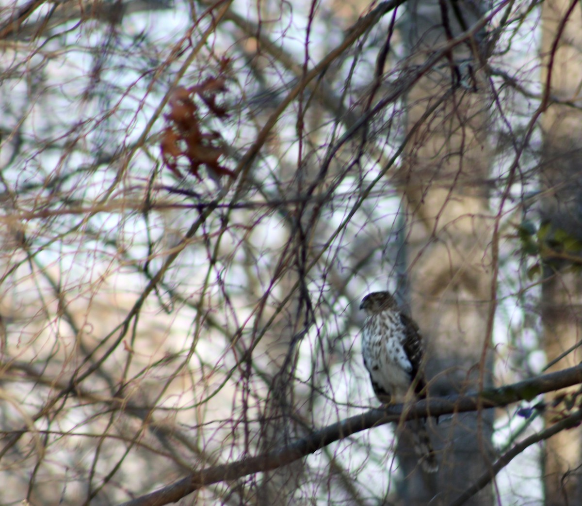 Red-shouldered Hawk - ML647855890