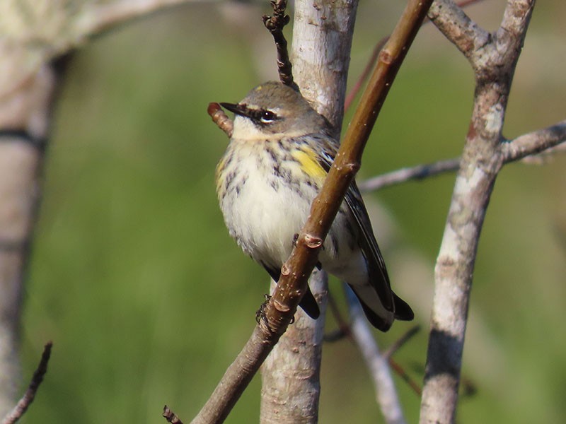 Yellow-rumped Warbler (Myrtle) - ML647855891