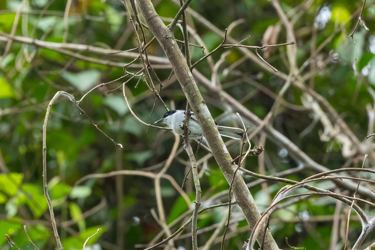 Tropical Gnatcatcher - ML647855893