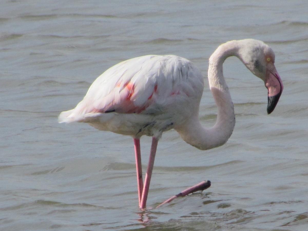 פלמינגו גדול - ML647855894