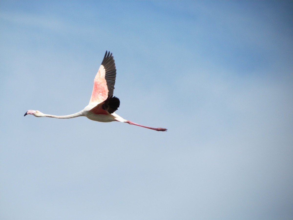 פלמינגו גדול - ML647855895