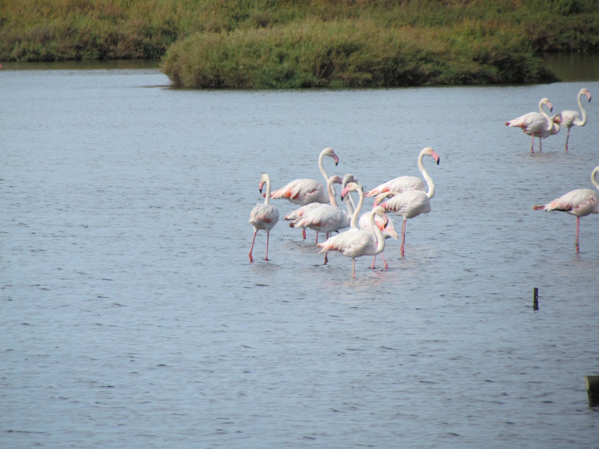 פלמינגו גדול - ML647855896